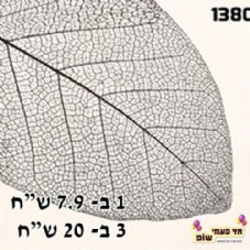 ���� ��� ����